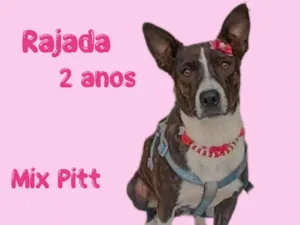 Cachorro raça Mix Pitt Bull idade 2 anos nome Rajada 