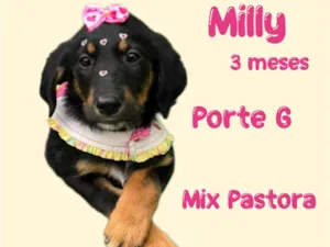 Cachorro raça Mix pastor alemão  idade 2 a 6 meses nome Milly