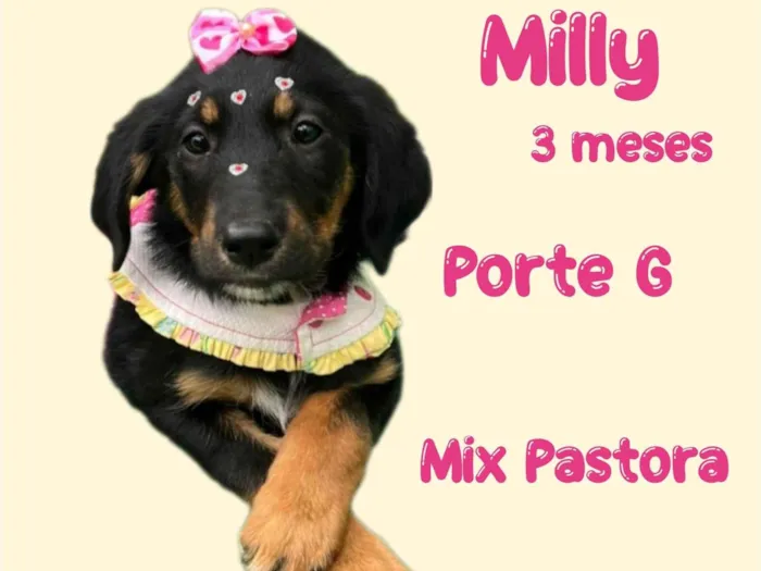 Cachorro ra a Mix pastor alemão  idade 2 a 6 meses nome Milly