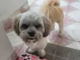 ROGÊ