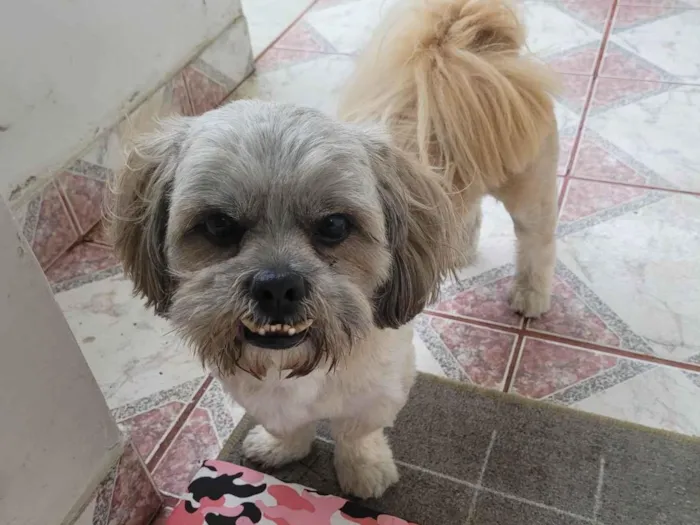 Gato ra a Chitsu idade 2 anos nome ROGÊ