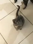 Meive