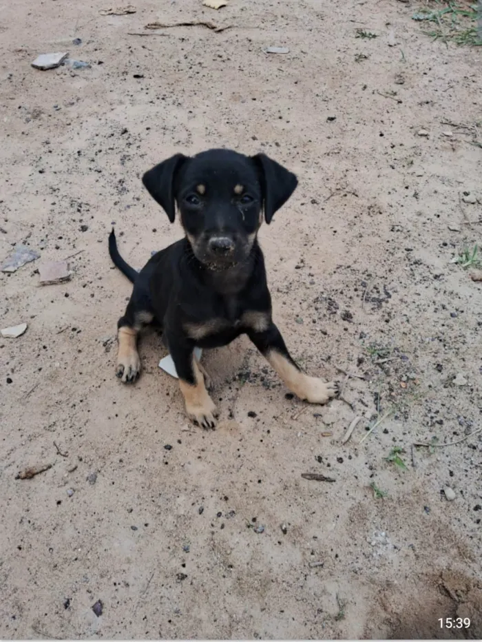 Cachorro ra a SRD-ViraLata idade Abaixo de 2 meses nome Não tem ainda