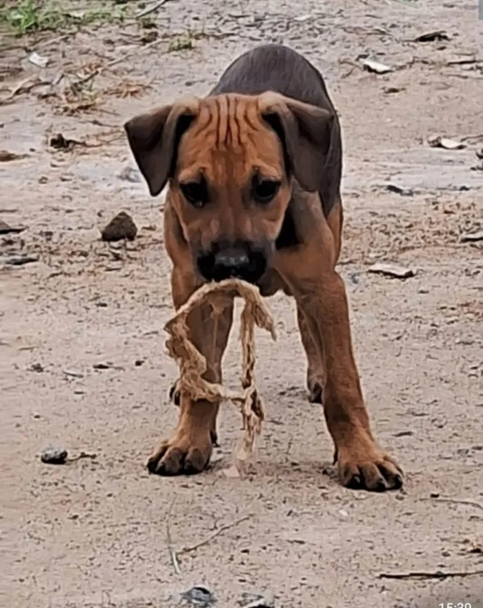 Cachorro ra a SRD-ViraLata idade Abaixo de 2 meses nome Não tem ainda