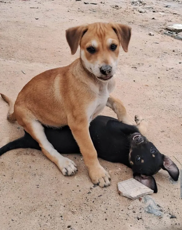 Cachorro ra a SRD-ViraLata idade Abaixo de 2 meses nome Não tem ainda