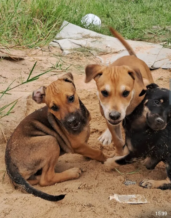 Cachorro ra a SRD-ViraLata idade Abaixo de 2 meses nome Não tem ainda