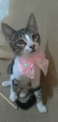 ELENA