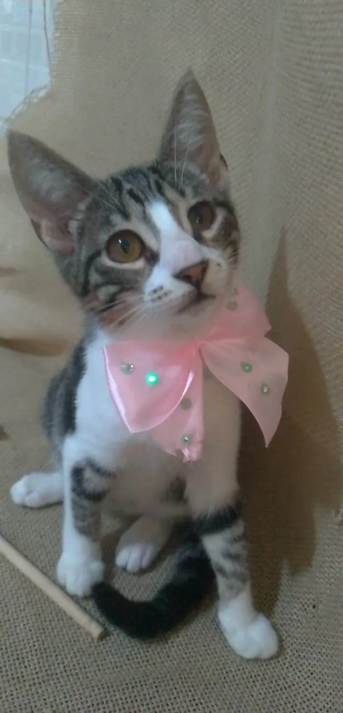 Gato ra a srd idade 2 a 6 meses nome ELENA