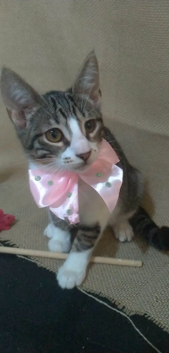 Gato ra a srd idade 2 a 6 meses nome ELENA
