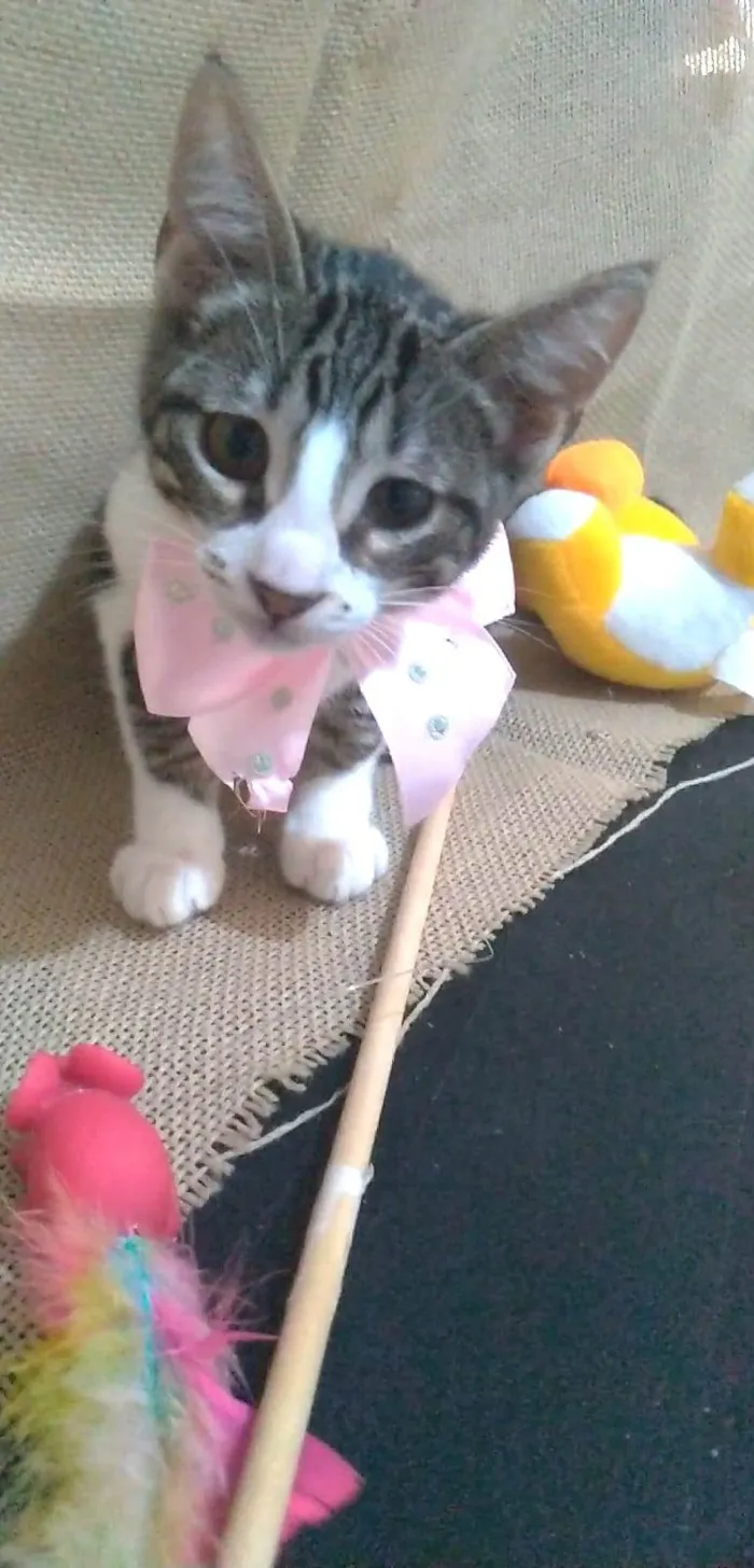Gato ra a srd idade 2 a 6 meses nome ELENA