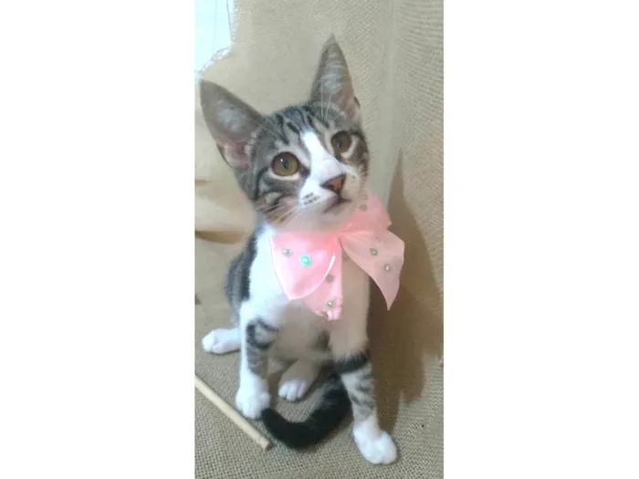 Gato ra a srd idade 2 a 6 meses nome ELENA