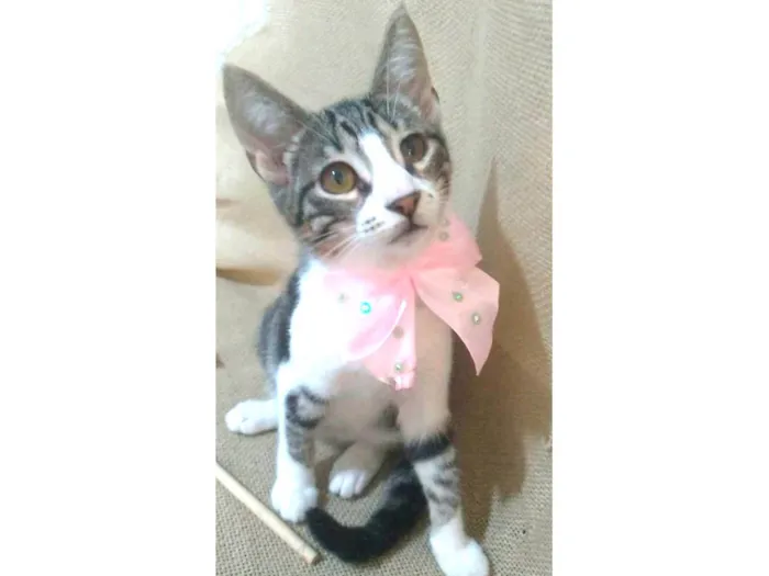 Gato ra a srd idade 2 a 6 meses nome ELENA