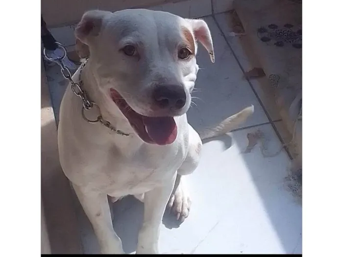 Cachorro ra a Pit-Bull idade 3 anos nome Hanna