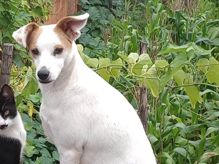 Cachorro ra a SRD-ViraLata idade 2 anos nome Branca