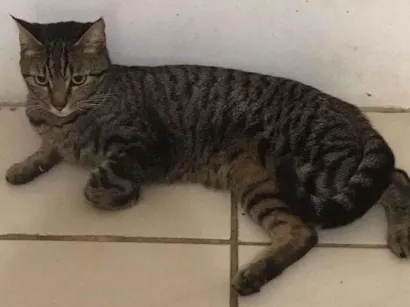 Gato raça  idade 2 anos nome Zara 