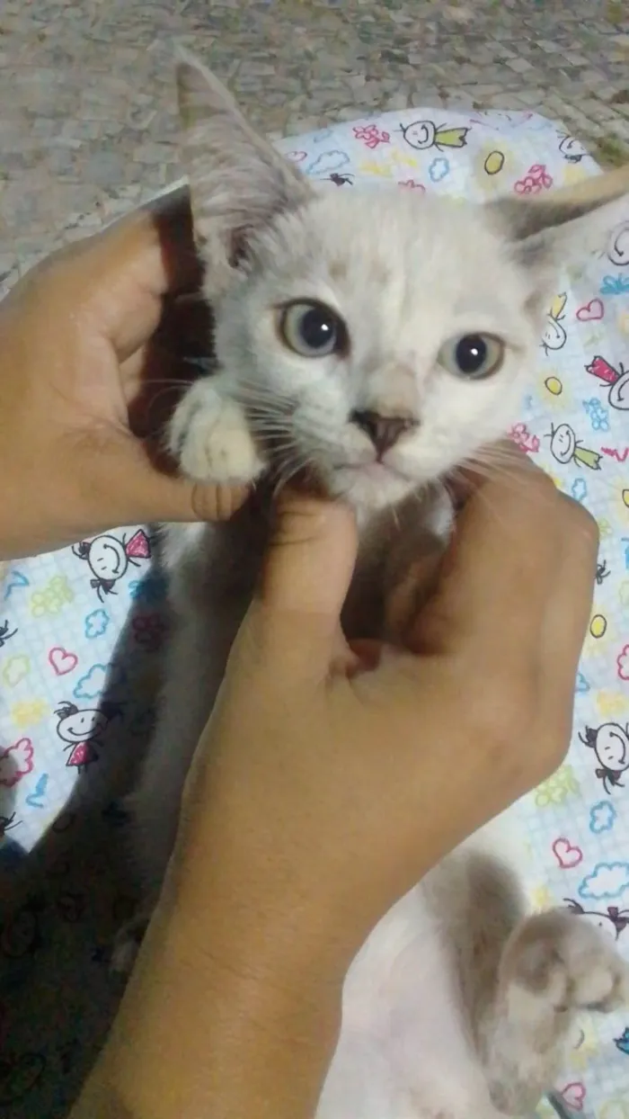 Gato ra a Comum idade 2 a 6 meses nome Cristal