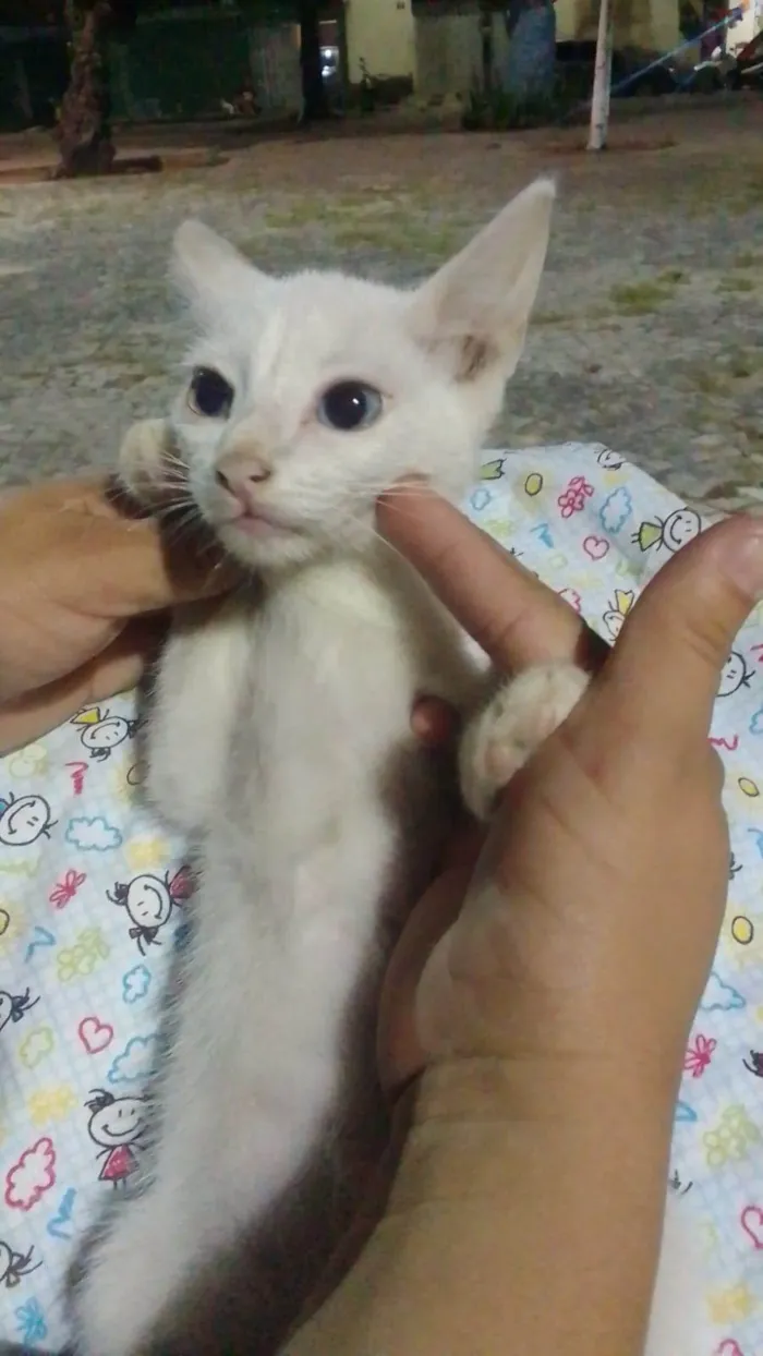 Gato ra a Comum idade 2 a 6 meses nome Cristal