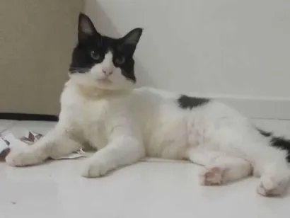 Gato raça SRD-ViraLata idade 1 ano nome Frajola 