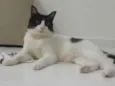 Frajola