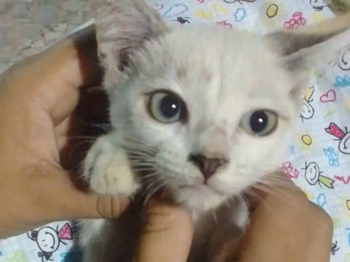 Gato ra a Comum idade 2 a 6 meses nome Cristal