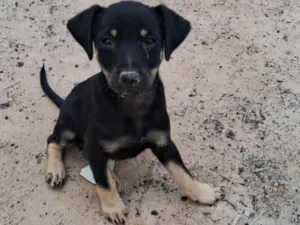 Cachorro raça SRD-ViraLata idade Abaixo de 2 meses nome Não tem ainda