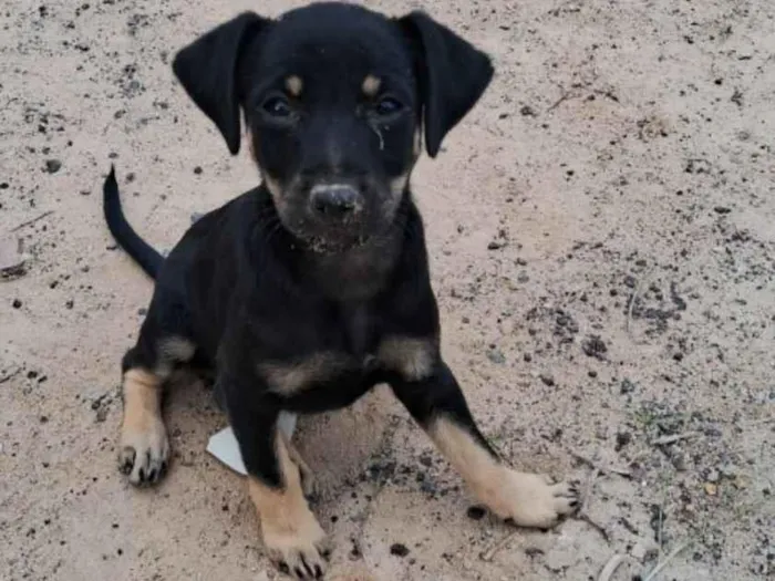 Cachorro ra a SRD-ViraLata idade Abaixo de 2 meses nome Não tem ainda