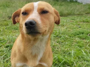 Cachorro raça Vira lata idade 1 ano nome Manteiga
