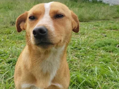Cachorro raça Vira lata idade 1 ano nome Manteiga