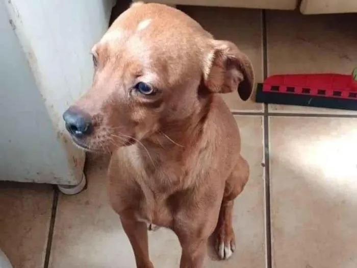 Cachorro ra a SRD-ViraLata idade 3 anos nome draco