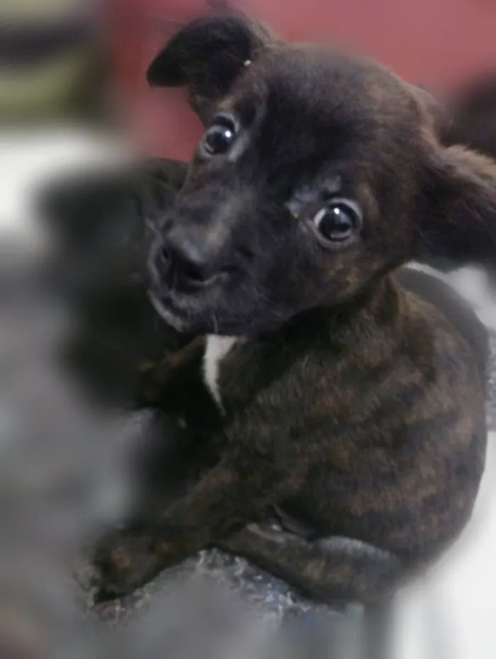Cachorro ra a Srd idade 2 a 6 meses nome Margot