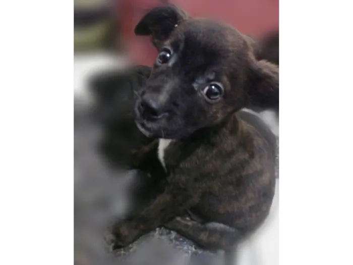 Cachorro ra a Srd idade 2 a 6 meses nome Margot