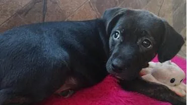 Cachorro ra a SRD-ViraLata idade 2 a 6 meses nome Merida