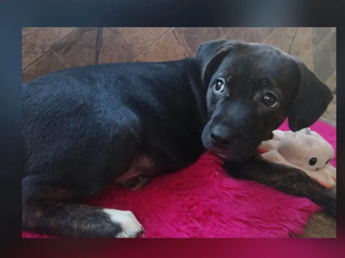 Cachorro ra a SRD-ViraLata idade 2 a 6 meses nome Merida