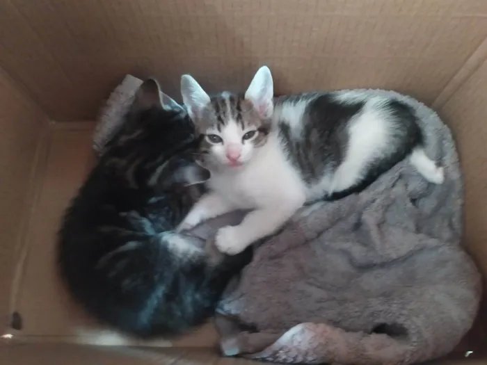 Gato ra a  idade 2 a 6 meses nome sem nome