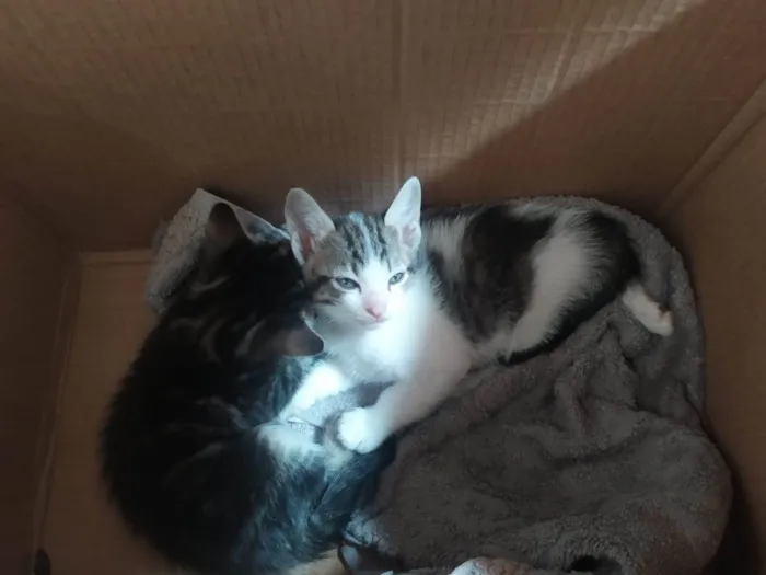 Gato ra a  idade 2 a 6 meses nome sem nome