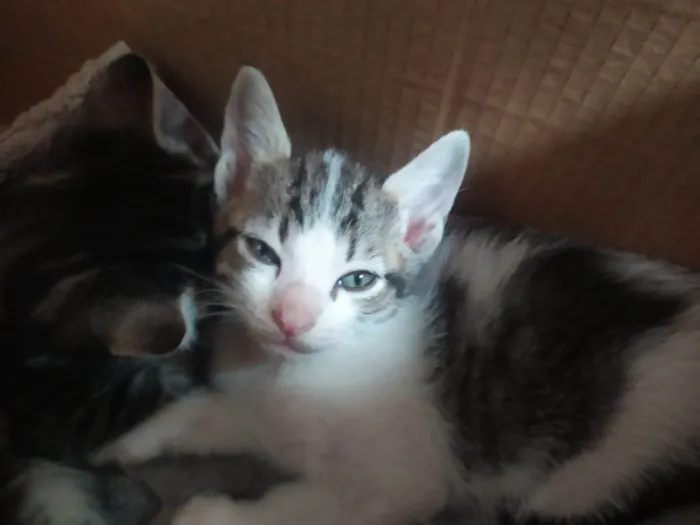 Gato ra a  idade 2 a 6 meses nome sem nome