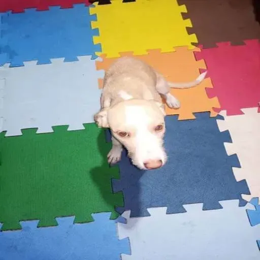 Cachorro ra a SRD-ViraLata idade 2 a 6 meses nome Saddan