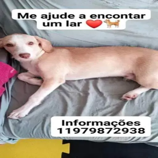 Cachorro ra a SRD-ViraLata idade 2 a 6 meses nome Saddan