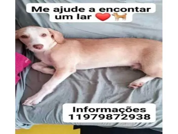 Cachorro ra a SRD-ViraLata idade 2 a 6 meses nome Saddan