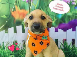 Cachorro raça  idade 2 a 6 meses nome Melo