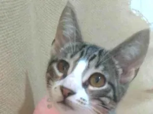 Gato raça srd idade 2 a 6 meses nome ELENA