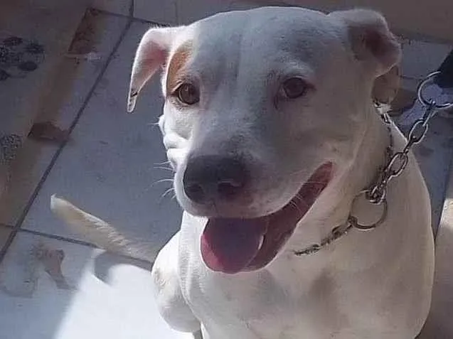 Cachorro ra a Pit-Bull idade 3 anos nome Hanna