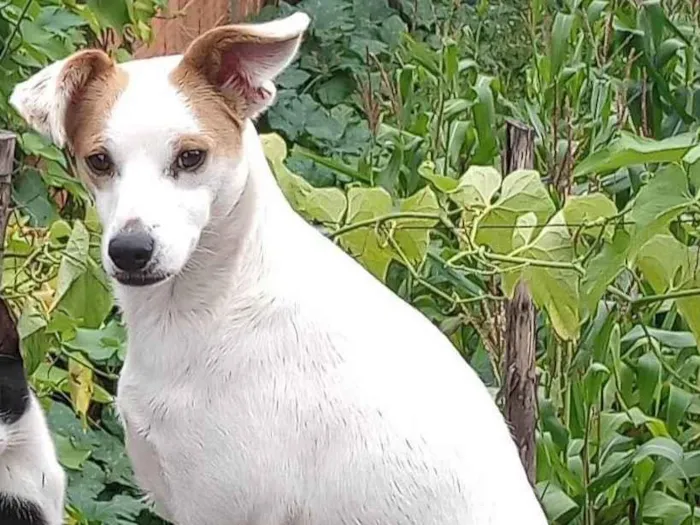 Cachorro ra a SRD-ViraLata idade 2 anos nome Branca