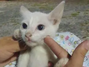 Gato raça Comum idade 2 a 6 meses nome Cristal
