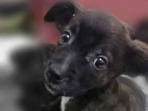 Cachorro raça Srd idade 2 a 6 meses nome Margot