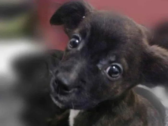 Cachorro ra a Srd idade 2 a 6 meses nome Margot
