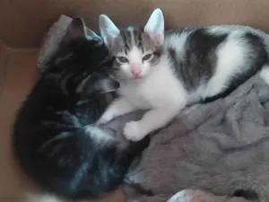 Gato raça  idade 2 a 6 meses nome sem nome