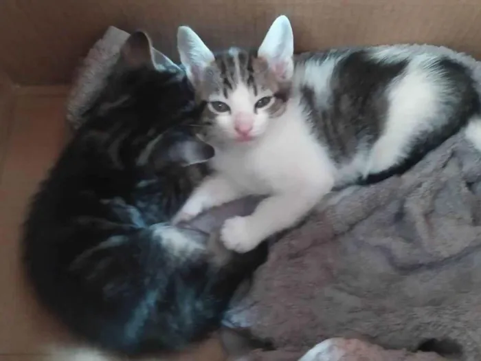 Gato ra a  idade 2 a 6 meses nome sem nome