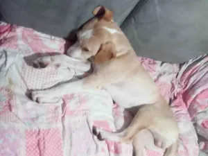 Cachorro raça SRD-ViraLata idade 2 a 6 meses nome Saddan