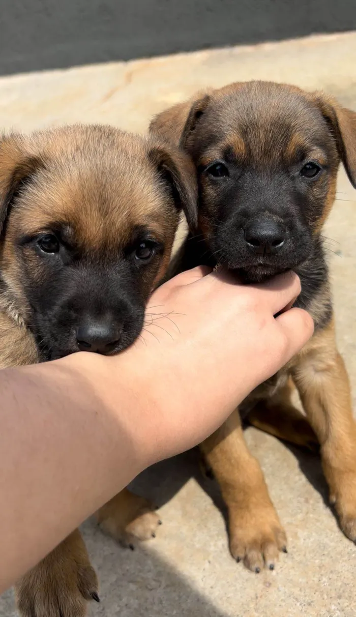 Cachorro ra a SRD-ViraLata idade Abaixo de 2 meses nome sem nome